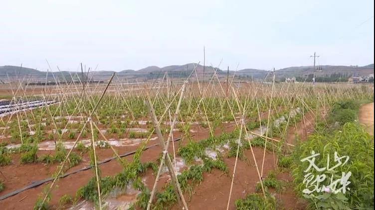 PA尊龙凯时 - 人生就是搏!